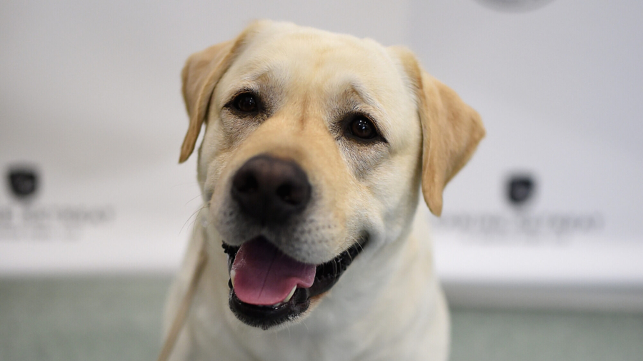 Labrador Retrievers Most Popular Dog Breed