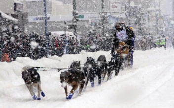 50th Running of Iditarod Makes Official Start; Seavey Seeks Record