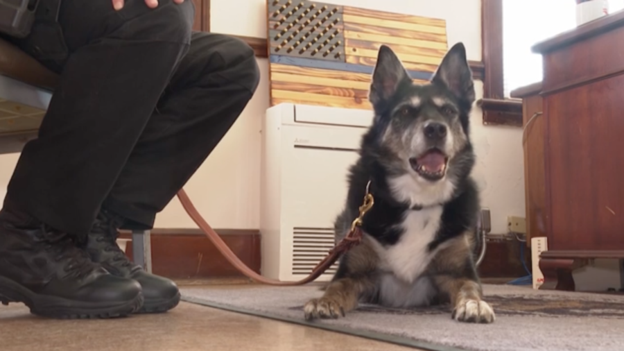 Netflix Movie Honors Heroic Police Dog