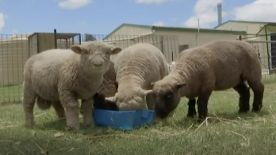 Demand for Miniature Breed of Sheep Rises