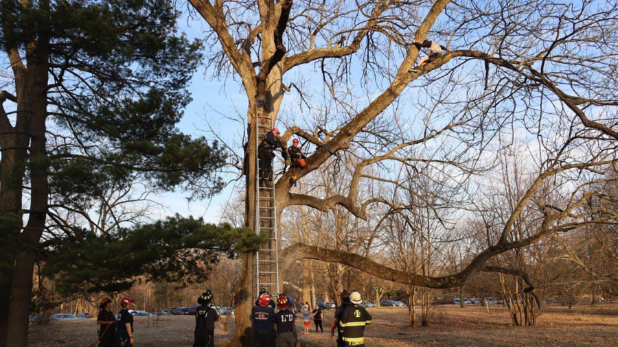Indiana Boy Rescued After Getting Stuck in Tree Rescuing Cat