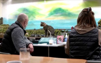 Cats and Mini Railway Delight Diners in Japan