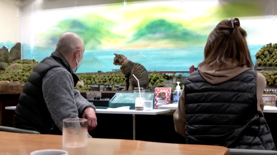 Cats and Mini Railway Delight Diners in Japan