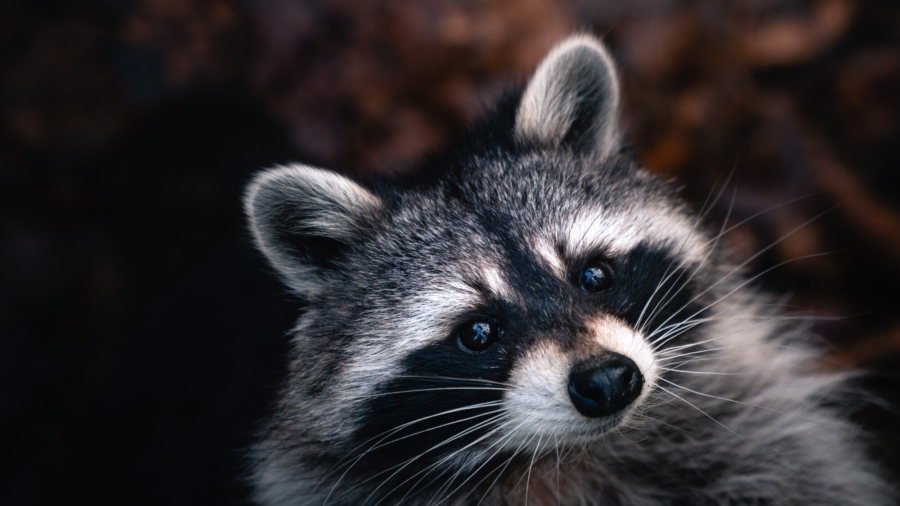 Kharkiv Raccoon Cafe Provides Shelter