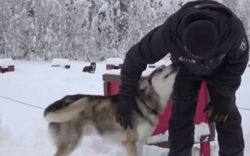 Dog Sled Musher Vies for Sixth Iditarod Title
