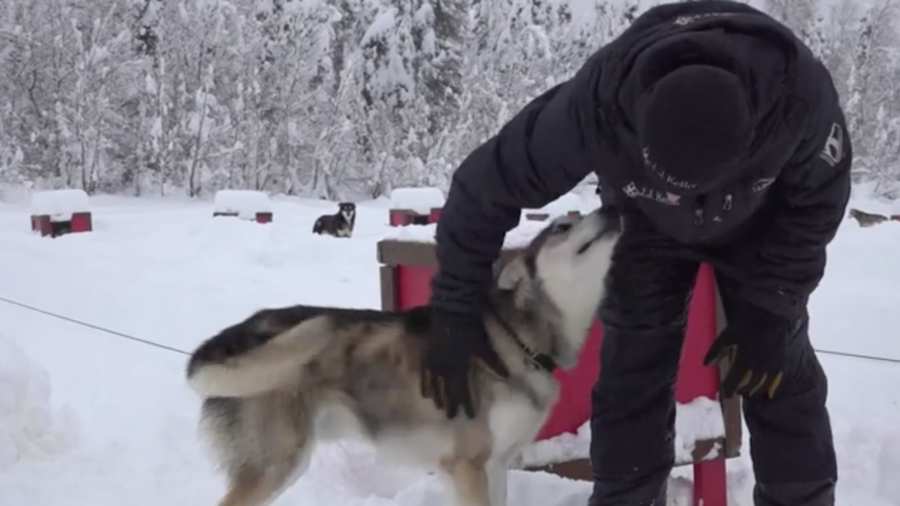 Dog Sled Musher Vies for Sixth Iditarod Title