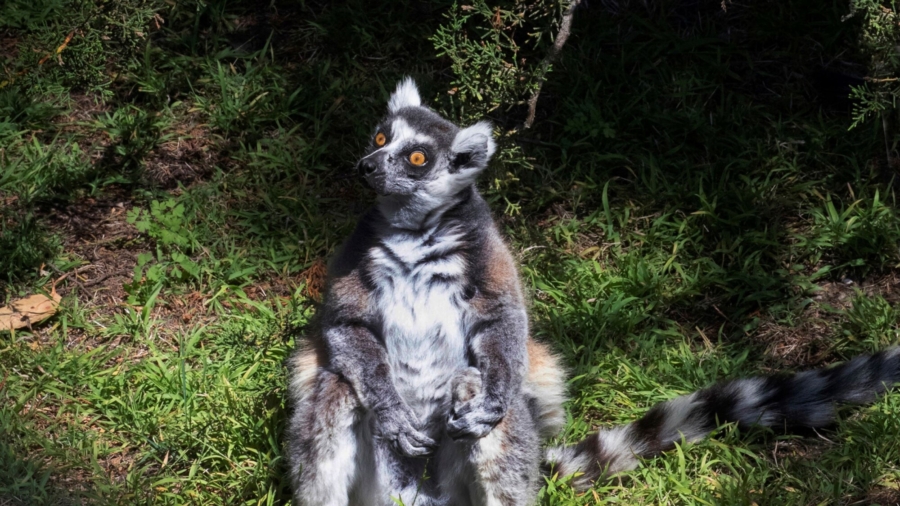 Maki, the Lemur Stolen From San Francisco Zoo, Dies at 22