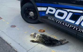 Baby Seal Rescued After It Was Found Wandering the Streets of Long Island