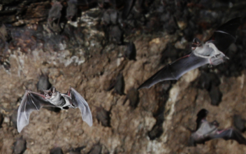 Fungus That Causes Fatal Bat Disease Found in Louisiana