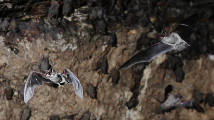Fungus That Causes Fatal Bat Disease Found in Louisiana