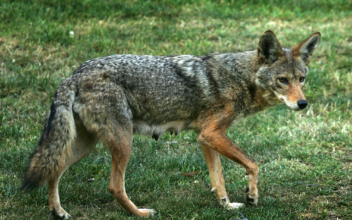 DNA Confirms Coyote That Attacked 2-Year-Old Is Dead