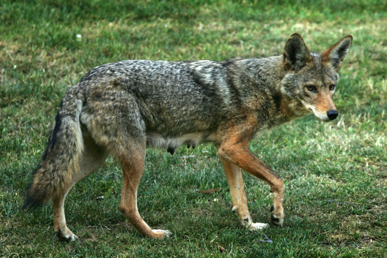 California coyote