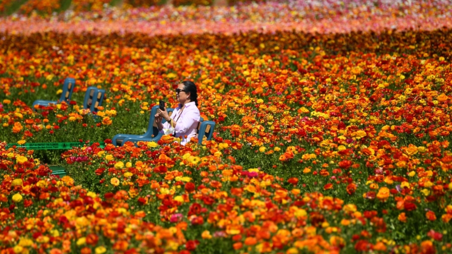 Carlsbad Flower Fields in Peak Bloom