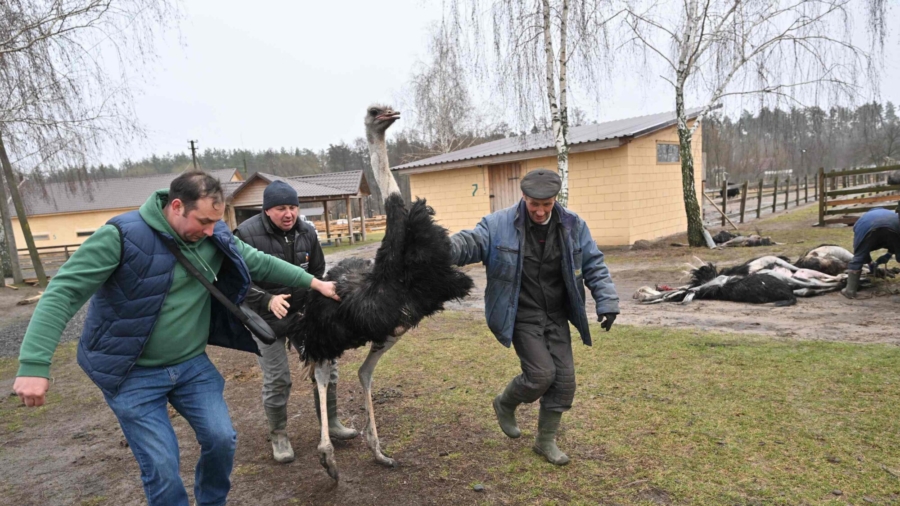 Volunteers Rescue Animals From Ukraine