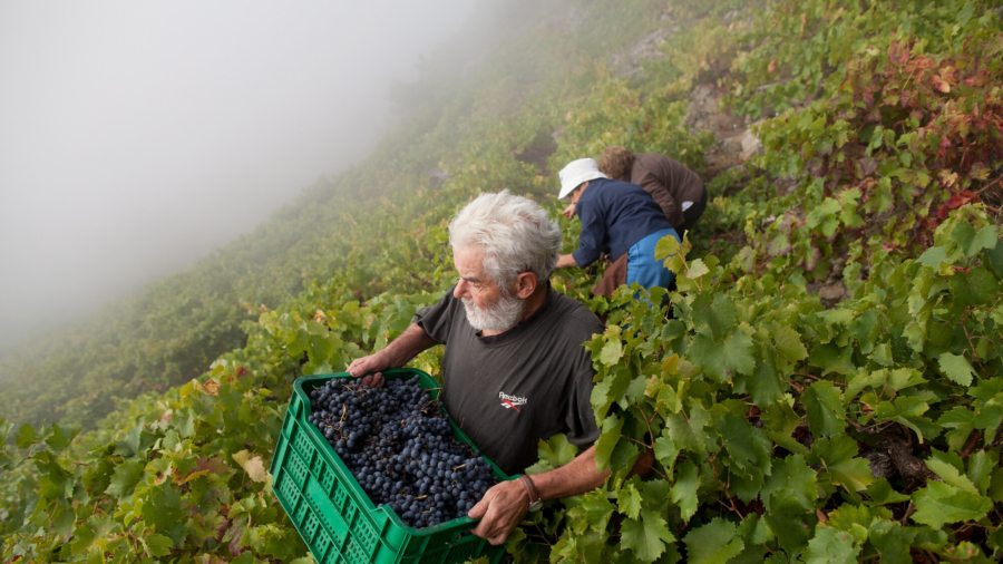 Spanish Region Produces World-Class Wine