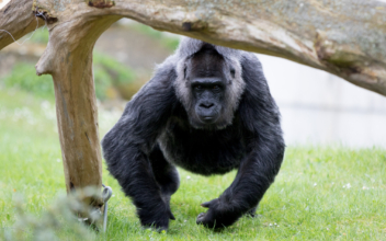 World’s Oldest Gorilla Turns 65