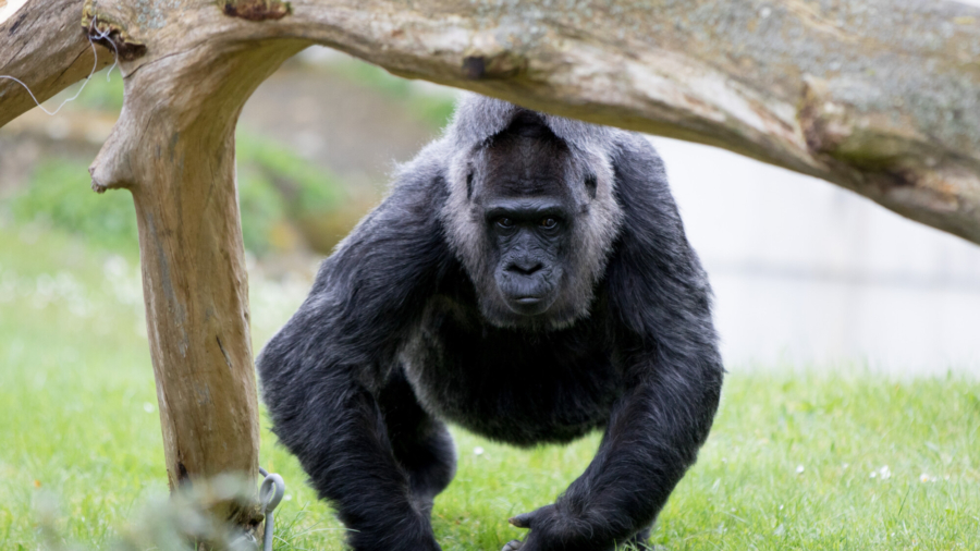 World's Oldest Gorilla Turns 65