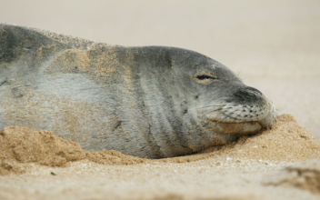 Endangered Hawaiian Monk Seal is Born