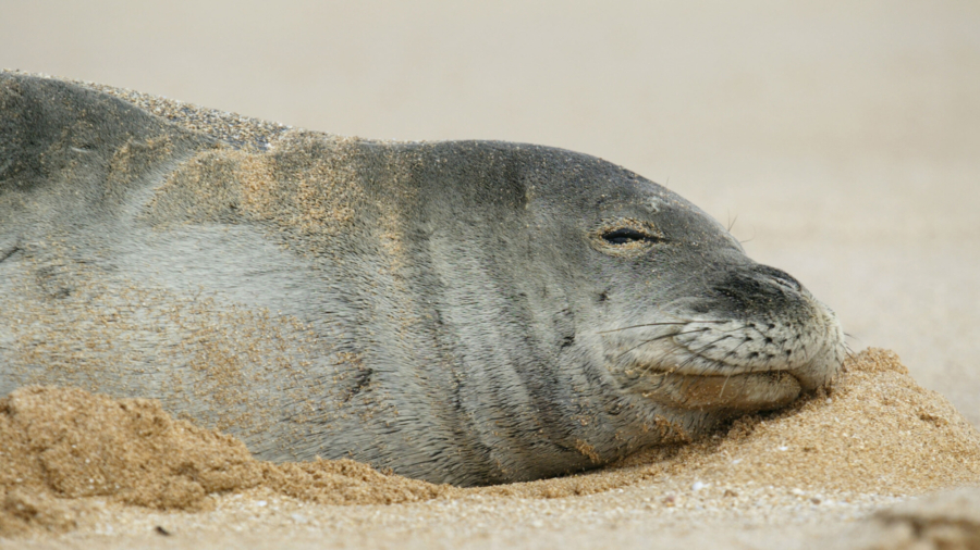 Endangered Hawaiian Monk Seal is Born