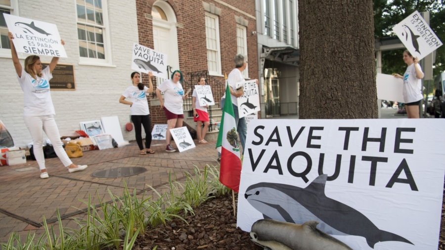 Illegal Fishing Threatens Mexico's Vaquitas