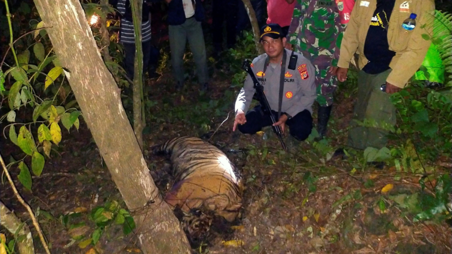 3 Critically Endangered Sumatran Tigers Lost to Animal Traps