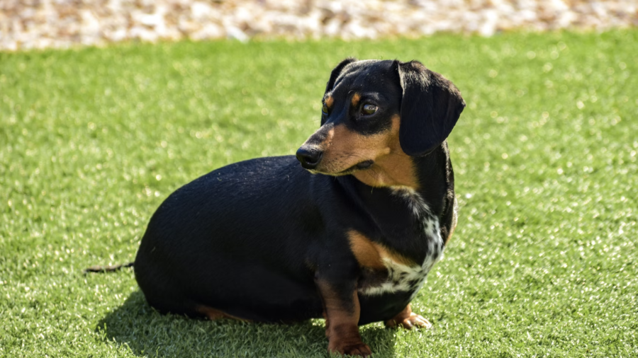 Munich Marks Olympic Anniversary with Dachshunds