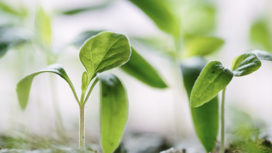 Germans Snap Up Pre-Planted Vegetable Plots