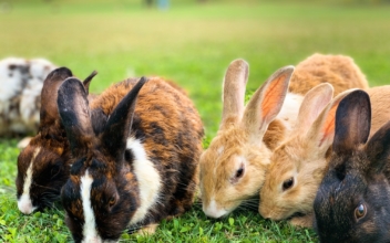 Foundation Promotes Bunny Care Before Easter