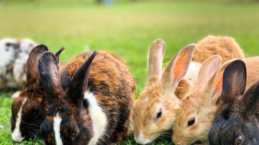 Foundation Promotes Bunny Care Before Easter