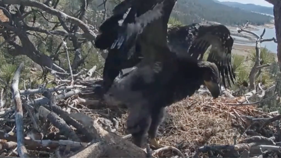Baby Eagle Grows, Preparing to Fledge