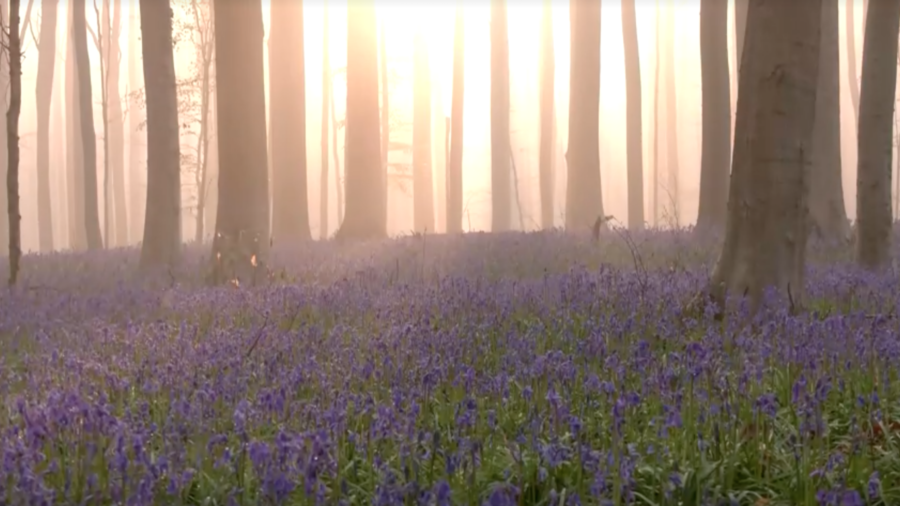 Fairy-Tale Bluebells Bloom in Belgian Forest