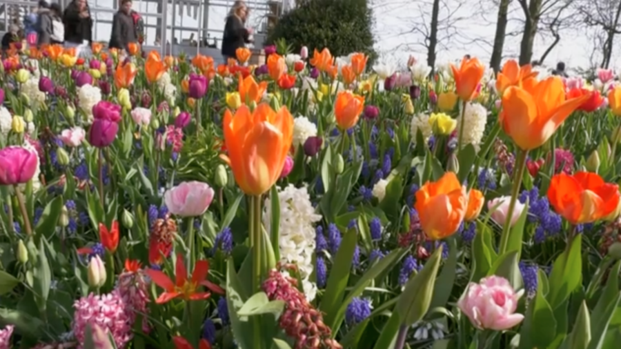 Tulip Festival Is Underway in the Netherlands
