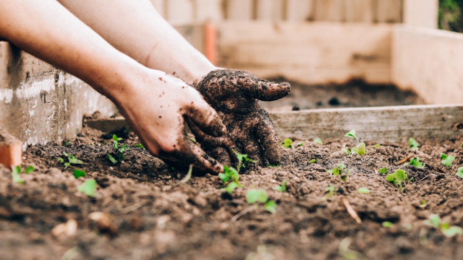 Romans Socialize in Vegetable Gardens