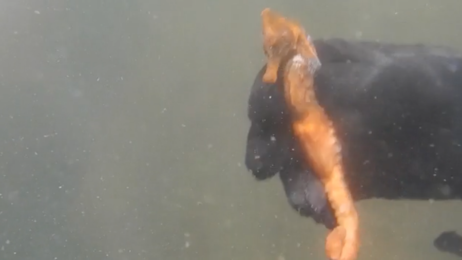 Rio Seahorse Population on the Rise