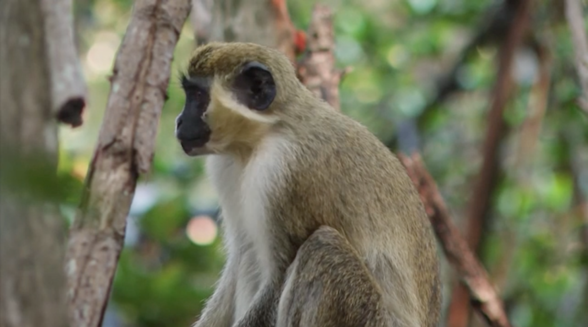 Non-Native Monkeys Conserved Near Florida Airport