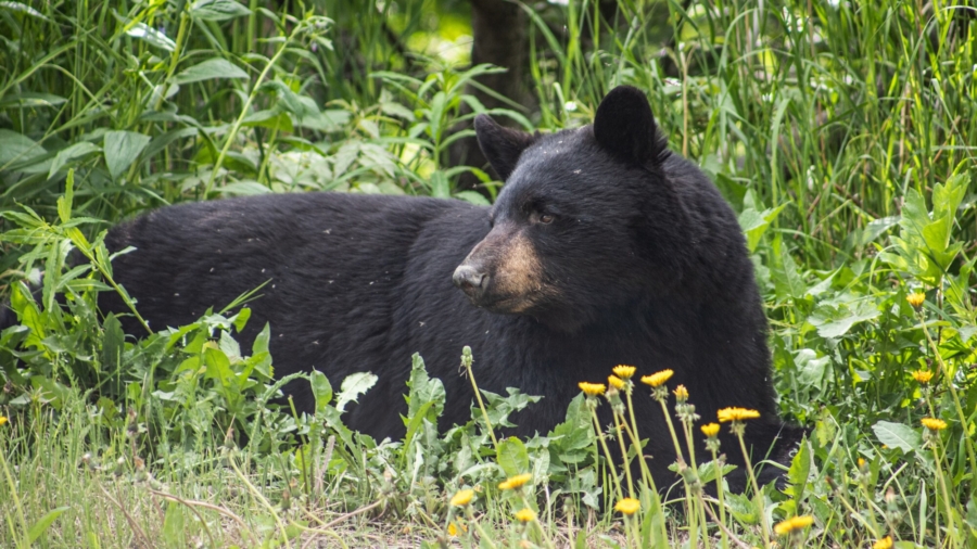 Star of ‘The Bear Whisperer’ Accused of Illegal Bear Kill