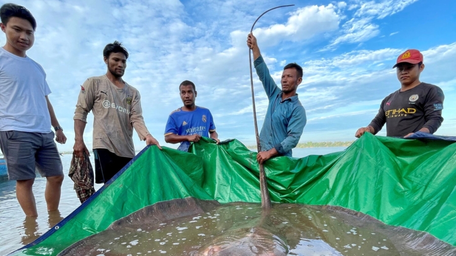 Giant Stingray Catch Puts Spotlight on Mekong Biodiversity