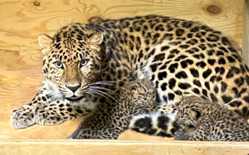 Two Critically Endangered Amur Leopard Cubs Were Born at the Saint Louis Zoo