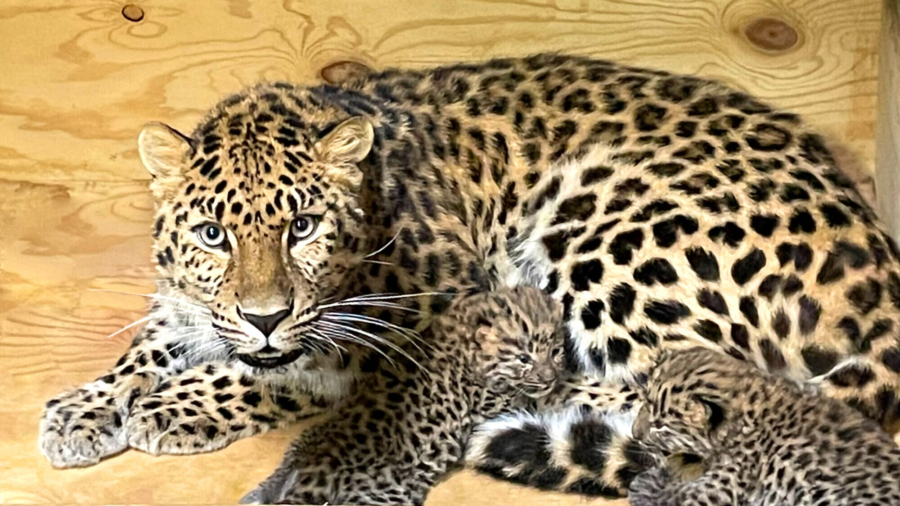 Two Critically Endangered Amur Leopard Cubs Were Born at the Saint Louis Zoo
