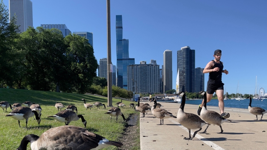 California Oversized Flocks Cook Their Goose