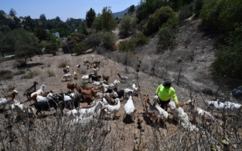 Grazing Goats Clear Fire Fuel in Southern California City