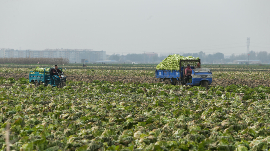 Farmers Forbidden From Farming Under Lockdown