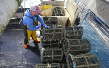 Australian Lobster Fishermen Adapt Gear