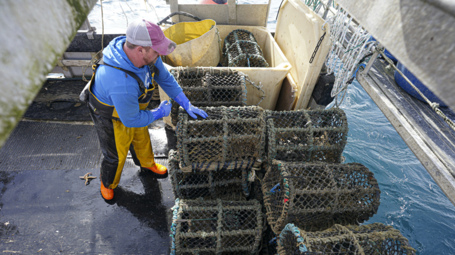 Australian Lobster Fishermen Adapt Gear