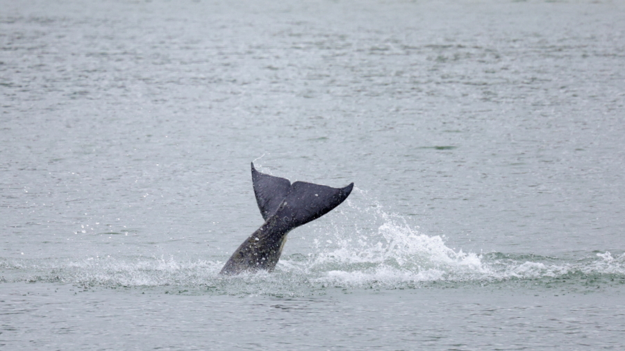 Ailing Orca Floundering in French River Dies: Sea Shepherd | NTD