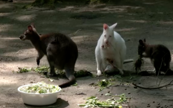 Wallaby Sisters Rear Joeys in Czech Zoo