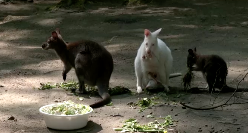 Wallaby Sisters Rear Joeys in Czech Zoo