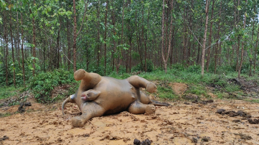 Sumatran Elephant Dies in Indonesia of Suspected Poisoning