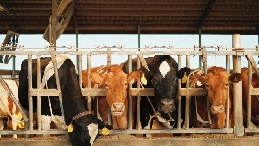 Dairy Farmer Turns to Rum By-Product