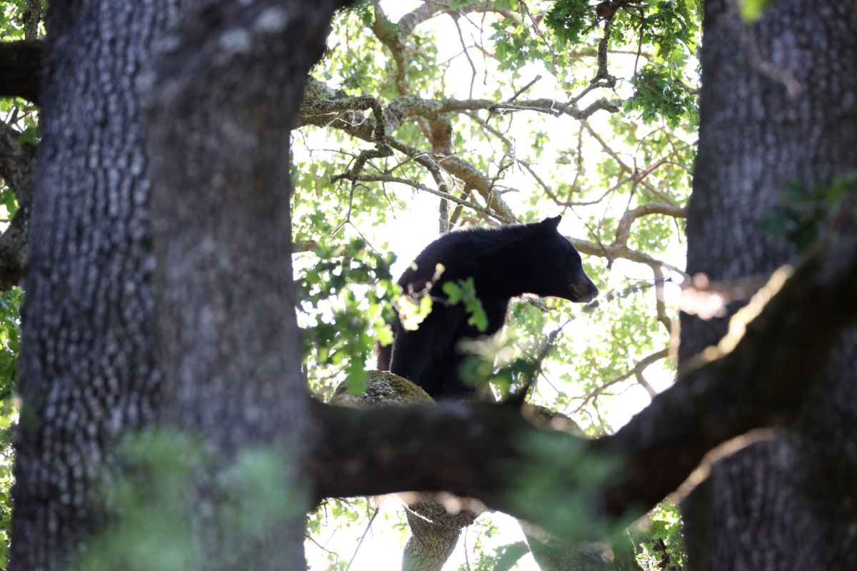 A black bear sits in an oak tree behind a home in San Anselmo, Calif., on May 13, 2021. (Justin Sullivan/Getty Images)